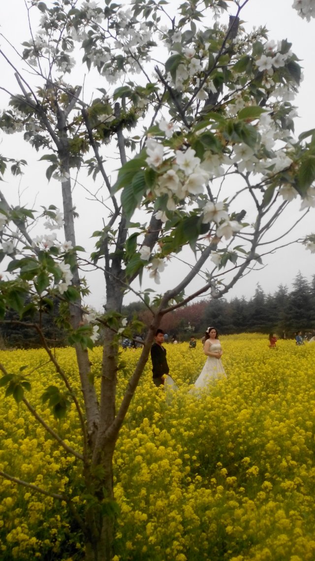 郑州植物园_郑州植物园拍婚纱照(2)